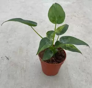 Alocasia cucullata 'Variegata' - image 1