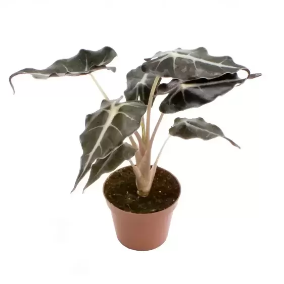Alocasia amazonica 'Curly Bambino' - image 2