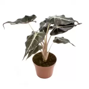 Alocasia amazonica 'Curly Bambino' - image 2