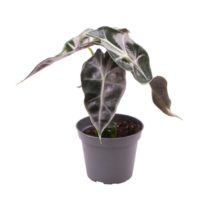 Alocasia amazonica 'Curly Bambino' - image 1