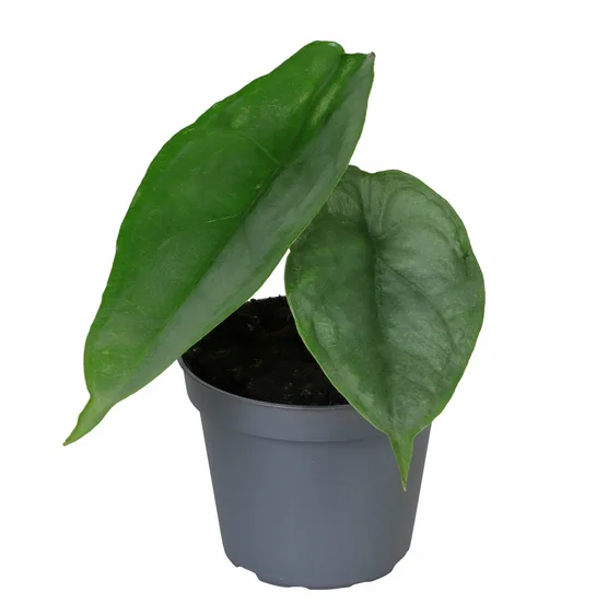 Alocasia 'Dragon Breath'