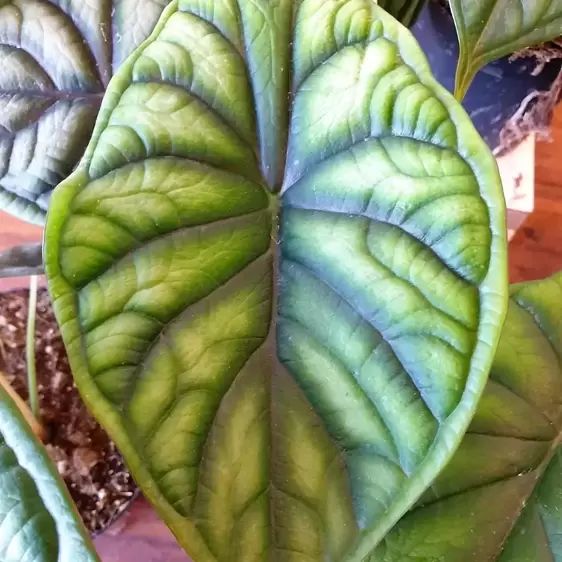 Alocasia 'Dragon Scale' 6cm - image 2