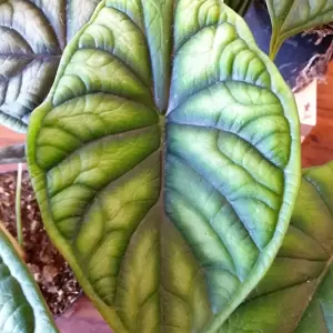 Alocasia 'Dragon Scale' 6cm - image 2