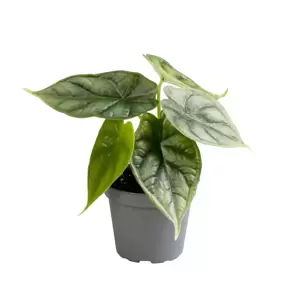 Alocasia 'Dragon Scale' 6cm