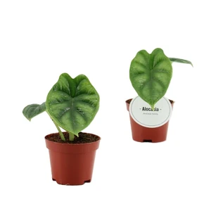 Alocasia 'Dragon Scale' 6cm - image 1