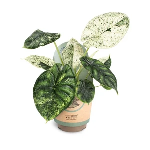 Alocasia 'Dragon Scale Mint'