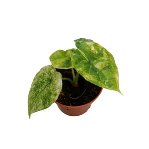 Alocasia 'Dragon Scale Stardust'