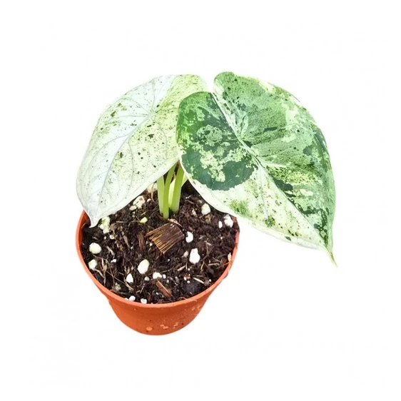 Alocasia 'Dragon Scale Variegata' - image 1