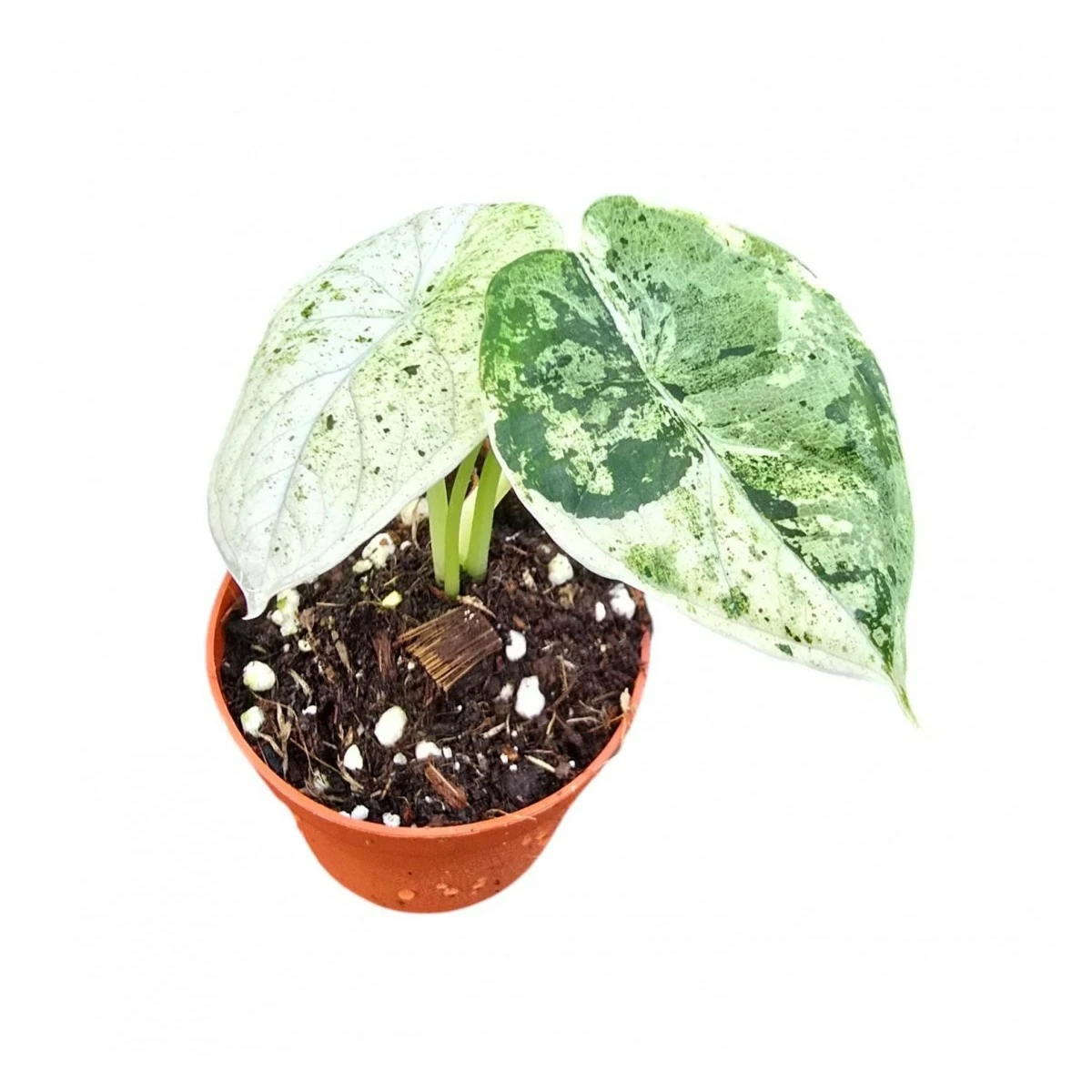 Alocasia Dragon Scale Variegata 【4】 Alocasia 'Dragon Scale Variegata' - Cowell's Garden Centre