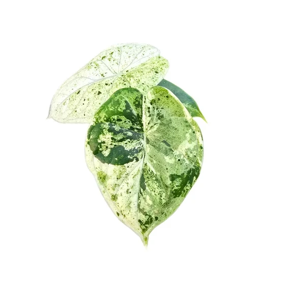 Alocasia 'Dragon Scale Variegata' - image 2