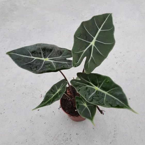 Alocasia 'Dragon Tooth'