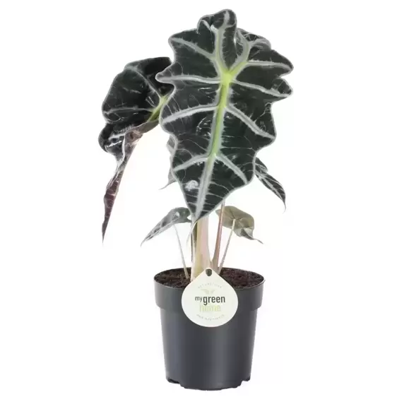 Alocasia 'Dwarf Amazonica' 11cm