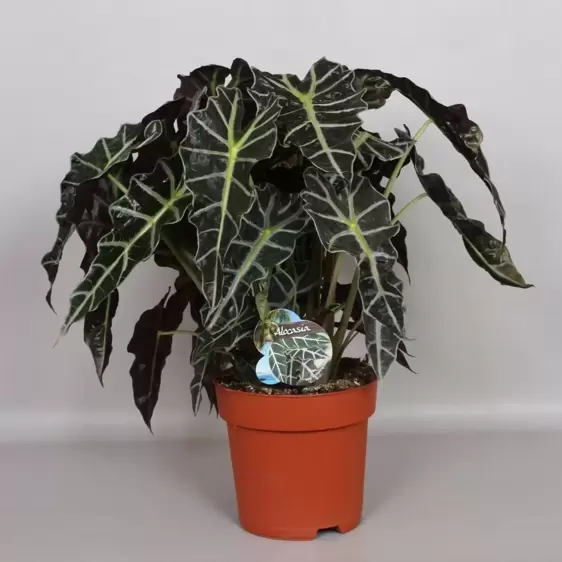 Alocasia 'Dwarf Amazonica' 24cm - image 1