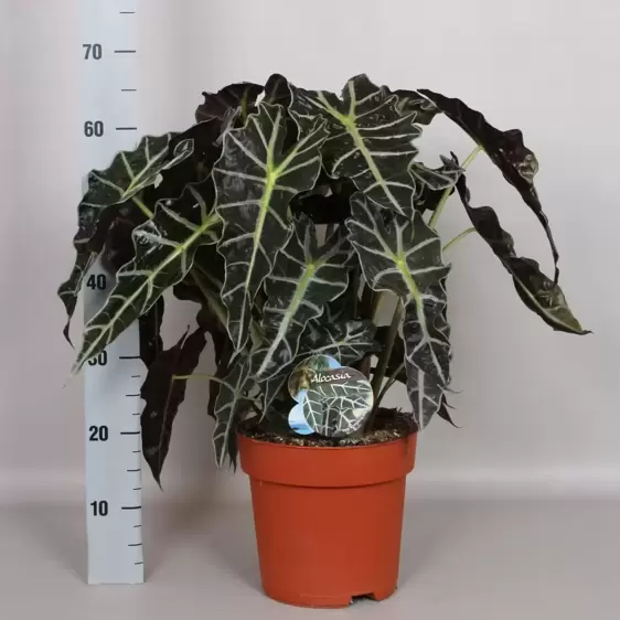 Alocasia 'Dwarf Amazonica' 24cm - image 2