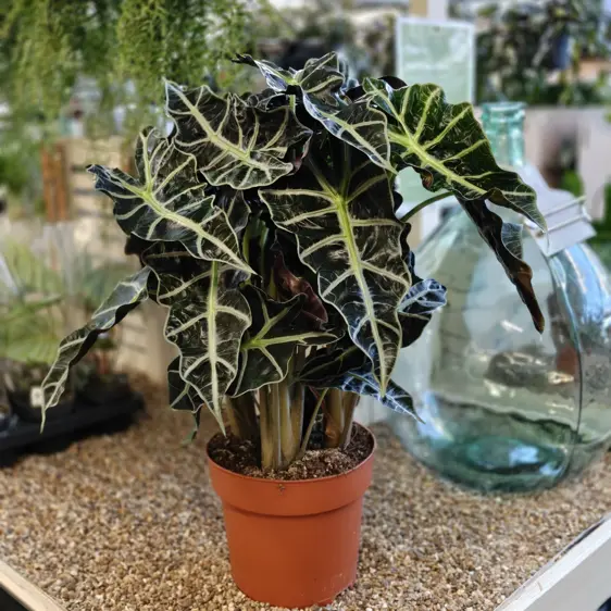 Alocasia 'Dwarf Amazonica' 24cm - image 1