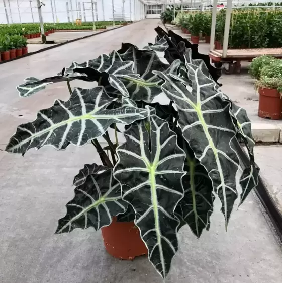 Alocasia 'Dwarf Amazonica' 24cm - image 3