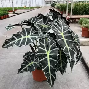 Alocasia 'Dwarf Amazonica' 24cm - image 3