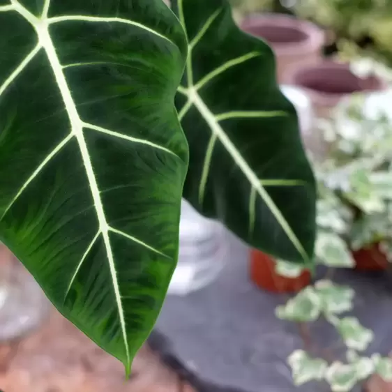 Alocasia micholitziana 'Frydek' 12cm - image 1