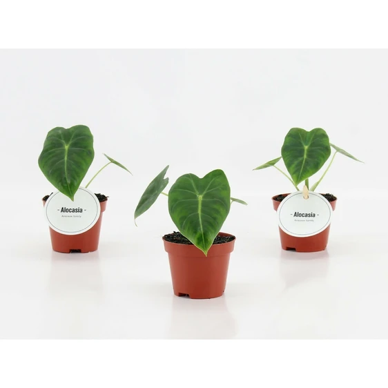 Alocasia micholitziana 'Frydek' 6cm - image 2