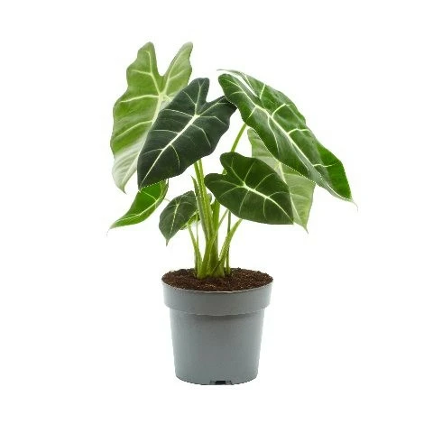 Alocasia micholitziana 'Frydek' 17cm - image 2