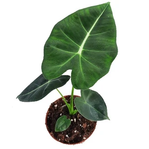 Alocasia micholitziana 'Frydek' 12cm - image 2