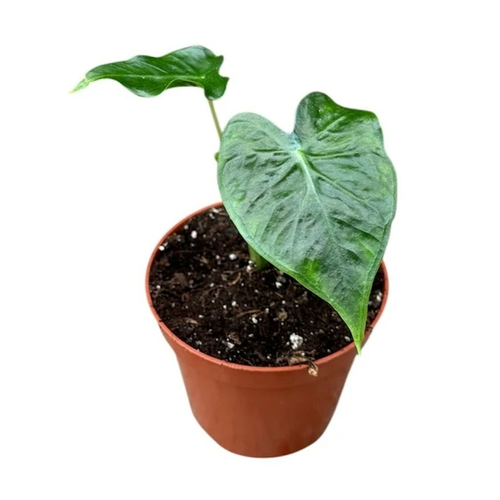 Alocasia micholitziana 'Frydek Tattoo'