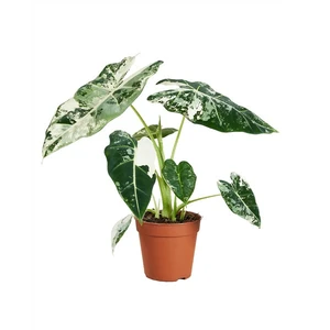 Alocasia micholitziana 'Frydek Variegata' 12cm