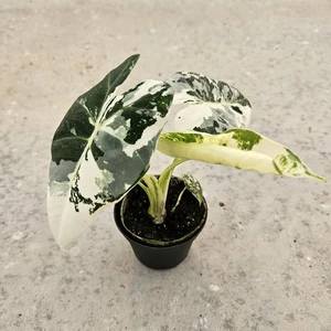 Alocasia micholitziana 'Frydek Variegata' 9cm