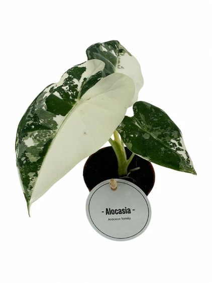 Alocasia micholitziana 'Frydek Variegata' 7cm