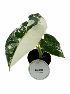 Alocasia micholitziana 'Frydek Variegata' 7cm