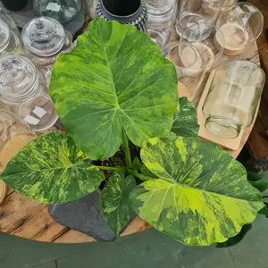 Alocasia gageana 'Variegata' - image 1