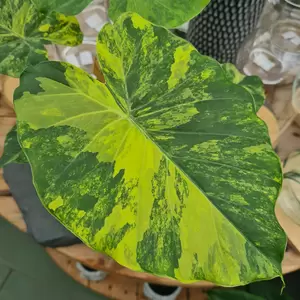 Alocasia gageana 'Variegata' - image 2