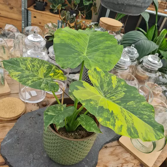 Alocasia gageana 'Variegata' - image 3