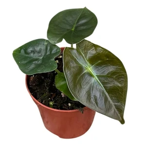 Alocasia 'Golden Bone' 8cm
