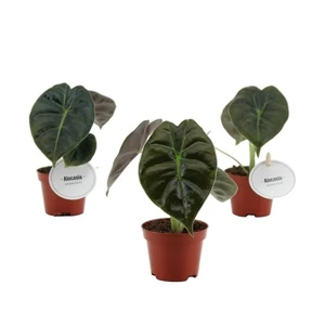 Alocasia 'Golden Bone'