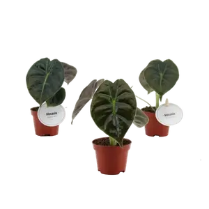 Alocasia 'Golden Bone' 6cm