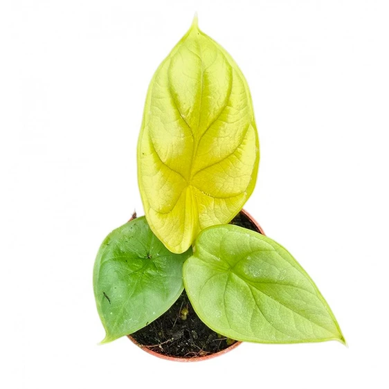 Alocasia 'Golden Dragon'