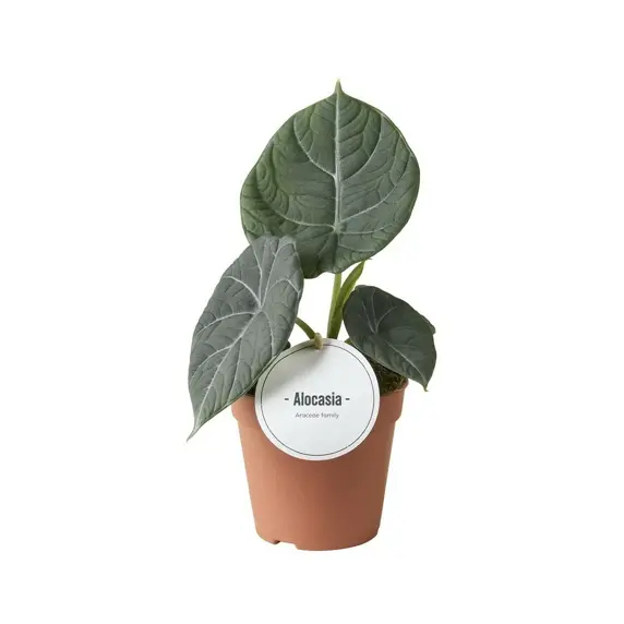 Alocasia maharani 'Grey Dragon' 10.5cm - image 2
