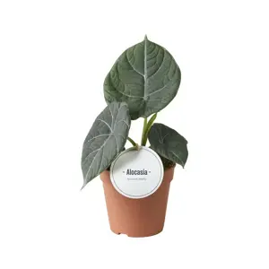 Alocasia maharani 'Grey Dragon' 10.5cm - image 2