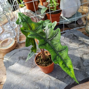 Alocasia 'Jacklyn' 9cm