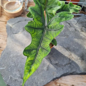 Alocasia 'Jacklyn' 9cm - image 2