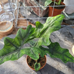 Alocasia 'Jacklyn' 9cm - image 3