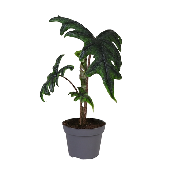 Alocasia 'Jacklyn' 12cm - image 1