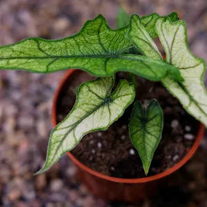 Alocasia 'Jacklyn Ghost' - image 1