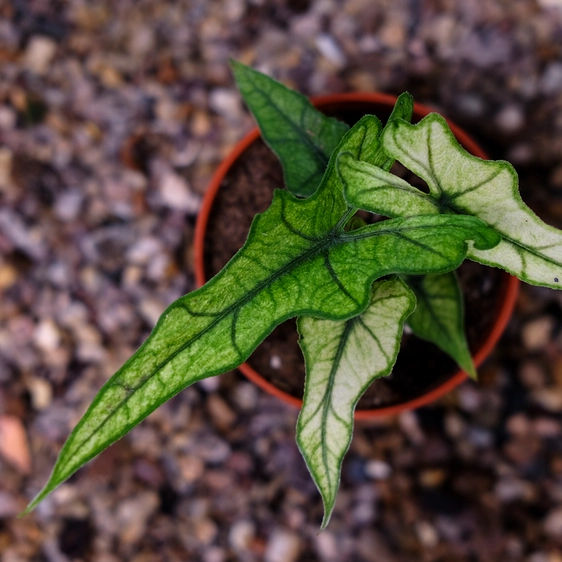 Alocasia 'Jacklyn Ghost' - image 2