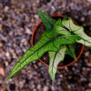 Alocasia 'Jacklyn Ghost' - image 2