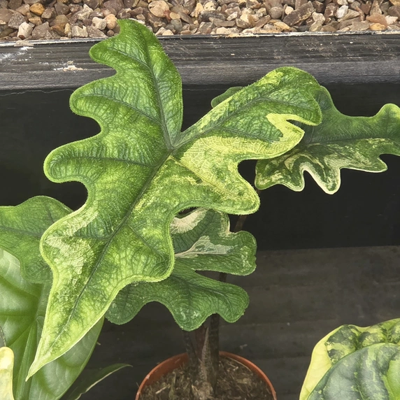 Alocasia 'Jacklyn Variegated'