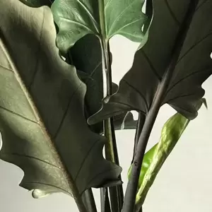 Alocasia lauterbachiana 17cm - image 1