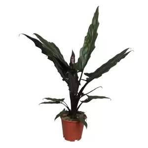 Alocasia lauterbachiana 19cm - image 1