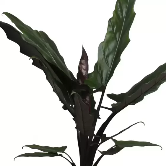 Alocasia lauterbachiana 17cm - image 3